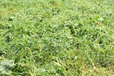 Taze kesilmiş çimenler. Bölgeyi temizliyorum. Seçici odaklı kendi otum. Doğal arka plan. Çim biçiyorum. Yakın plan kesilmiş çimen yığınının fotoğrafı.