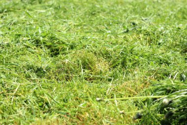Taze kesilmiş çimenler. Bölgeyi temizliyorum. Seçici odaklı kendi otum. Doğal arka plan. Çim biçiyorum. Yakın plan kesilmiş çimen yığınının fotoğrafı.