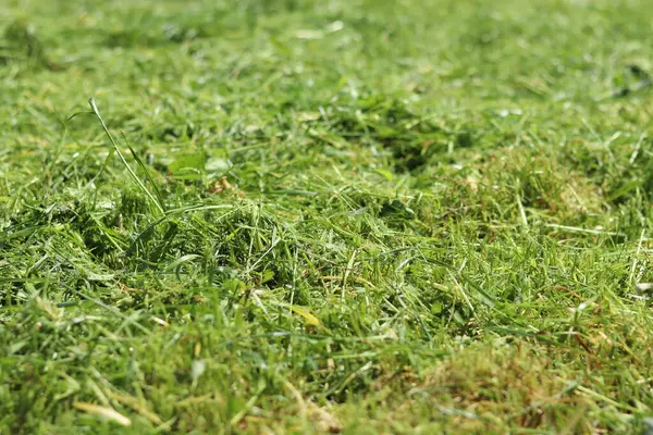 Taze kesilmiş çimenler. Bölgeyi temizliyorum. Seçici odaklı kendi otum. Doğal arka plan. Çim biçiyorum. Yakın plan kesilmiş çimen yığınının fotoğrafı.