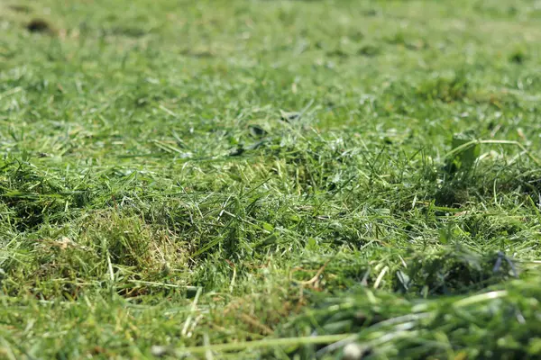 Taze kesilmiş çimenler. Bölgeyi temizliyorum. Seçici odaklı kendi otum. Doğal arka plan. Çim biçiyorum. Yakın plan kesilmiş çimen yığınının fotoğrafı.