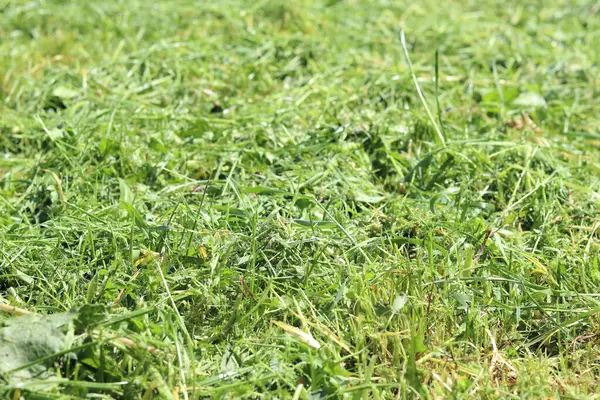 Taze kesilmiş çimenler. Bölgeyi temizliyorum. Seçici odaklı kendi otum. Doğal arka plan. Çim biçiyorum. Yakın plan kesilmiş çimen yığınının fotoğrafı.