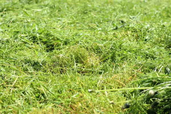 Taze kesilmiş çimenler. Bölgeyi temizliyorum. Seçici odaklı kendi otum. Doğal arka plan. Çim biçiyorum. Yakın plan kesilmiş çimen yığınının fotoğrafı.