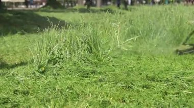 Kyiv, Ukrayna - 22 Mayıs 2025: Aşırı büyümüş çimleri biçmek için budayıcı kullanan adam, yakın plan. Günlük çim bakımı. Parkta çim biçiyorum. Çalış. Çim biçme makinesi. Bahçe bakım hizmetleri