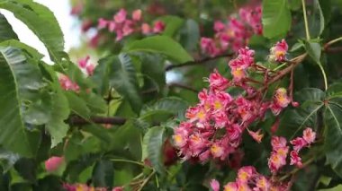 Seçici odaklı kırmızı çiçekler. Kırmızı at kestanesi (Aesculus x carnea), iki tür at kestanesinin melezi. Kestane çiçeğinin yakın çekimi. Yeşil yaprakların arasında kestane çiçekleri