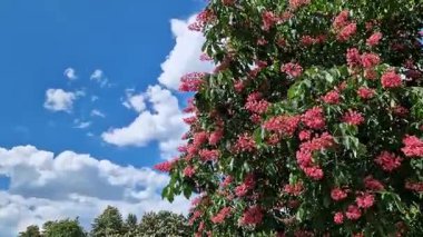 Seçici odaklı kırmızı çiçekler. Kırmızı at kestanesi (Aesculus x carnea), iki tür at kestanesinin melezi. Kestane çiçeğinin yakın çekimi. Yeşil yaprakların arasında kestane çiçekleri