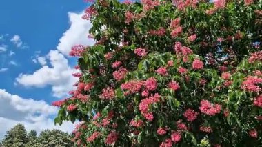 Seçici odaklı kırmızı çiçekler. Kırmızı at kestanesi (Aesculus x carnea), iki tür at kestanesinin melezi. Kestane çiçeğinin yakın çekimi. Yeşil yaprakların arasında kestane çiçekleri