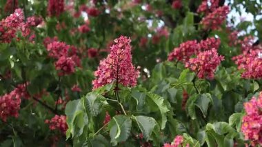 Seçici odaklı kırmızı çiçekler. Kırmızı at kestanesi (Aesculus x carnea), iki tür at kestanesinin melezi. Kestane çiçeğinin yakın çekimi. Yeşil yaprakların arasında kestane çiçekleri