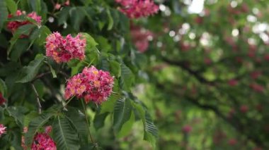 Seçici odaklı kırmızı çiçekler. Kırmızı at kestanesi (Aesculus x carnea), iki tür at kestanesinin melezi. Kestane çiçeğinin yakın çekimi. Yeşil yaprakların arasında kestane çiçekleri