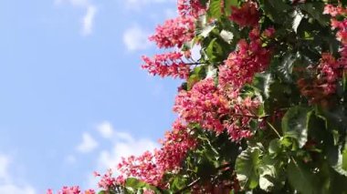 Seçici odaklı kırmızı çiçekler. Kırmızı at kestanesi (Aesculus x carnea), iki tür at kestanesinin melezi. Kestane çiçeğinin yakın çekimi. Yeşil yaprakların arasında kestane çiçekleri