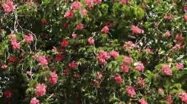 Seçici odaklı kırmızı çiçekler. Kırmızı at kestanesi (Aesculus x carnea), iki tür at kestanesinin melezi. Kestane çiçeğinin yakın çekimi. Yeşil yaprakların arasında kestane çiçekleri