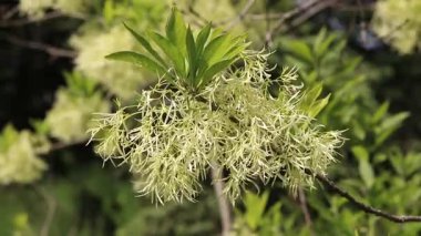 Chionanthus virginicus, Oleaceae cinsi. Bitkinin yemyeşil çiçekleri, yakın plan. Doğa. Çiçekler tüylü paniklerle toplanır. Egzotik çiçekler. Yeşil yaprakların arasında beyaz çiçekler