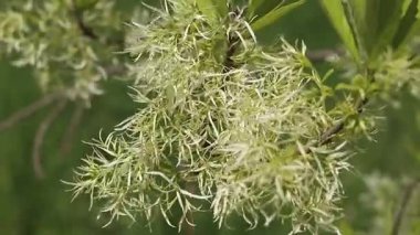 Chionanthus virginicus, Oleaceae cinsi. Bitkinin yemyeşil çiçekleri, yakın plan. Doğa. Çiçekler tüylü paniklerle toplanır. Egzotik çiçekler. Yeşil yaprakların arasında beyaz çiçekler