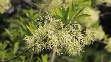 Chionanthus virginicus, Oleaceae cinsi. Bitkinin yemyeşil çiçekleri, yakın plan. Doğa. Çiçekler tüylü paniklerle toplanır. Egzotik çiçekler. Yeşil yaprakların arasında beyaz çiçekler