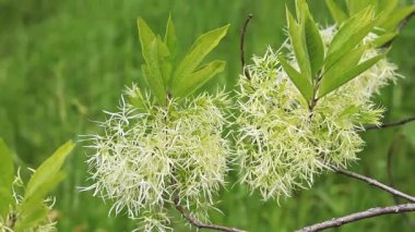 Chionanthus virginicus, Oleaceae cinsi. Bitkinin yemyeşil çiçekleri, yakın plan. Doğa. Çiçekler tüylü paniklerle toplanır. Egzotik çiçekler. Yeşil yaprakların arasında beyaz çiçekler