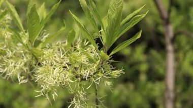 Chionanthus virginicus, Oleaceae cinsi. Bitkinin yemyeşil çiçekleri, yakın plan. Doğa. Çiçekler tüylü paniklerle toplanır. Egzotik çiçekler. Yeşil yaprakların arasında beyaz çiçekler