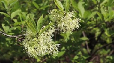 Chionanthus virginicus, Oleaceae cinsi. Bitkinin yemyeşil çiçekleri, yakın plan. Doğa. Çiçekler tüylü paniklerle toplanır. Egzotik çiçekler. Yeşil yaprakların arasında beyaz çiçekler