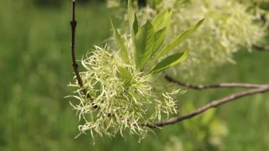 Chionanthus virginicus, Oleaceae cinsi. Bitkinin yemyeşil çiçekleri, yakın plan. Doğa. Çiçekler tüylü paniklerle toplanır. Egzotik çiçekler. Yeşil yaprakların arasında beyaz çiçekler