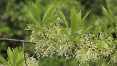 Chionanthus virginicus, Oleaceae cinsi. Bitkinin yemyeşil çiçekleri, yakın plan. Doğa. Çiçekler tüylü paniklerle toplanır. Egzotik çiçekler. Yeşil yaprakların arasında beyaz çiçekler
