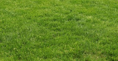 Kendi yeşil çimenliğim. Doğal arka plan. Seçici odaklı çimler. Çimlerde yeşil çimenler, arka plan. Parkta ya da kırsalda kendi çimenliğim var. Yaz arkaplanı