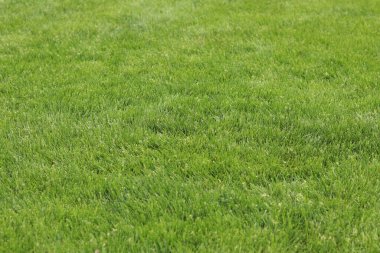 Kendi yeşil çimenliğim. Doğal arka plan. Seçici odaklı çimler. Çimlerde yeşil çimenler, arka plan. Parkta ya da kırsalda kendi çimenliğim var. Yaz arkaplanı