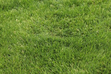 Kendi yeşil çimenliğim. Doğal arka plan. Seçici odaklı çimler. Çimlerde yeşil çimenler, arka plan. Parkta ya da kırsalda kendi çimenliğim var. Yaz arkaplanı