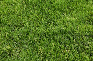 Kendi yeşil çimenliğim. Doğal arka plan. Seçici odaklı çimler. Çimlerde yeşil çimenler, arka plan. Parkta ya da kırsalda kendi çimenliğim var. Yaz arkaplanı