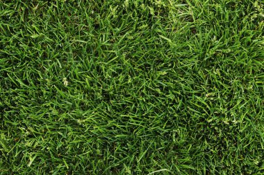 Çim biçme yerinin üst manzarası. Yeşil çimenler. Doğa geçmişi. Çimenler. Yeşil çim üst manzara, arka plan. Kendi çimenliğim. Yaz arkaplanı