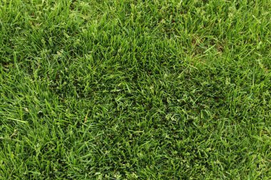 Çim biçme yerinin üst manzarası. Yeşil çimenler. Doğa geçmişi. Çimenler. Yeşil çim üst manzara, arka plan. Kendi çimenliğim. Yaz arkaplanı