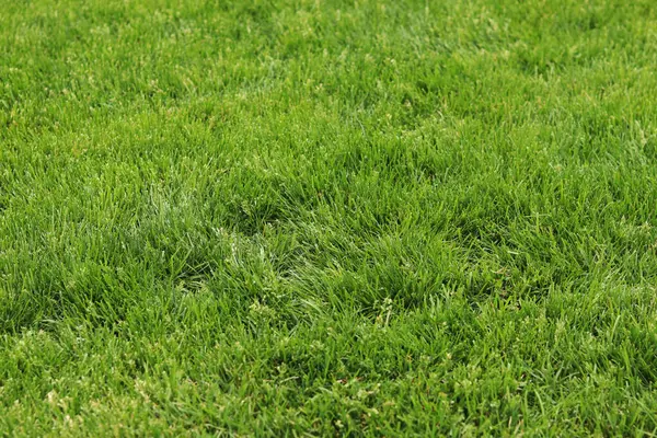 Kendi yeşil çimenliğim. Doğal arka plan. Seçici odaklı çimler. Çimlerde yeşil çimenler, arka plan. Parkta ya da kırsalda kendi çimenliğim var. Yaz arkaplanı