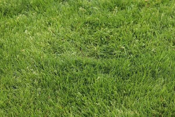 Kendi yeşil çimenliğim. Doğal arka plan. Seçici odaklı çimler. Çimlerde yeşil çimenler, arka plan. Parkta ya da kırsalda kendi çimenliğim var. Yaz arkaplanı