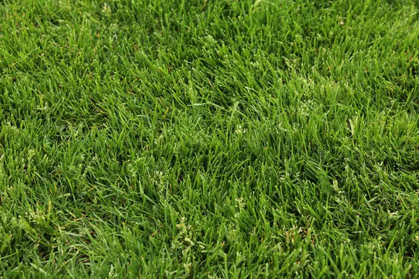 Kendi yeşil çimenliğim. Doğal arka plan. Seçici odaklı çimler. Çimlerde yeşil çimenler, arka plan. Parkta ya da kırsalda kendi çimenliğim var. Yaz arkaplanı