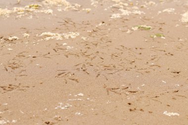 Nehrin kenarındaki kumda kuş pençesi izleri var. Islak nehir kumu, seçici odaklanma. Yaz dönemi. Doğa