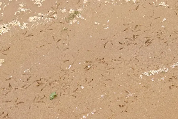 Nehrin kenarındaki kumda kuş pençesi izleri var. Islak nehir kumu, seçici odaklanma. Yaz dönemi. Doğa