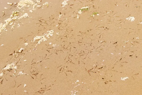 Nehrin kenarındaki kumda kuş pençesi izleri var. Islak nehir kumu, seçici odaklanma. Yaz dönemi. Doğa