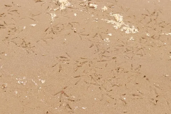 Nehrin kenarındaki kumda kuş pençesi izleri var. Islak nehir kumu, seçici odaklanma. Yaz dönemi. Doğa