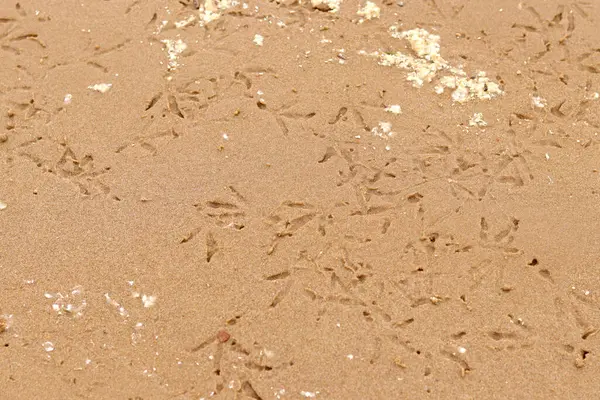 Nehrin kenarındaki kumda kuş pençesi izleri var. Islak nehir kumu, seçici odaklanma. Yaz dönemi. Doğa