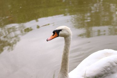 Gölde yüzen beyaz kuğu, yakın plan. Güzel, büyük bir kuş. Bulanık arka planda bir kuğunun yakın çekimi. Doğa