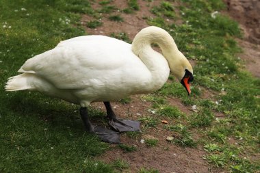 Gölün yanındaki parkta kuğu var. Suyun yakınındaki çimlerin üzerinde beyaz, güzel bir kuğu. Güzel, büyük bir kuş. Bir kuğunun yakın çekimi. Doğa