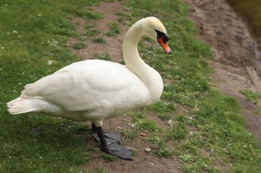 Gölün yanındaki parkta kuğu var. Suyun yakınındaki çimlerin üzerinde beyaz, güzel bir kuğu. Güzel, büyük bir kuş. Bir kuğunun yakın çekimi. Doğa