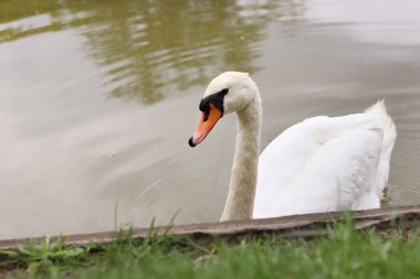 Gölde yüzen beyaz kuğu, yakın plan. Güzel, büyük bir kuş. Bulanık arka planda bir kuğunun yakın çekimi. Doğa