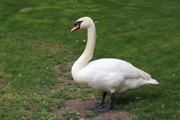 Gölün yanındaki parkta kuğu var. Suyun yakınındaki çimlerin üzerinde beyaz, güzel bir kuğu. Güzel, büyük bir kuş. Bir kuğunun yakın çekimi. Doğa