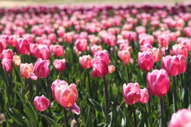 Pembe laleler yakın plan. Baharda çiçek açan laleler. Seçici odaklı parlak pembe çiçekler. Doğa geçmişi. Bahar arka planı. Güzel çiçekler.