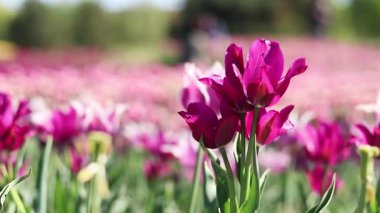 Pembe laleler yakın plan. Baharda çiçek açan laleler. Seçici odaklı parlak pembe çiçekler. Doğa geçmişi. Bahar arka planı. Güzel çiçekler.
