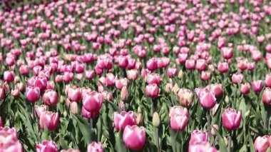 Pembe laleler yakın plan. Baharda çiçek açan laleler. Seçici odaklı parlak pembe çiçekler. Doğa geçmişi. Bahar arka planı. Güzel çiçekler.