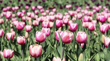 Pembe laleler yakın plan. Baharda çiçek açan laleler. Seçici odaklı parlak pembe çiçekler. Doğa geçmişi. Bahar arka planı. Güzel çiçekler.