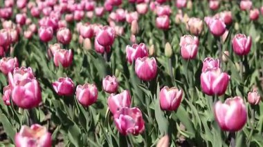 Pembe laleler yakın plan. Baharda çiçek açan laleler. Seçici odaklı parlak pembe çiçekler. Doğa geçmişi. Bahar arka planı. Güzel çiçekler.