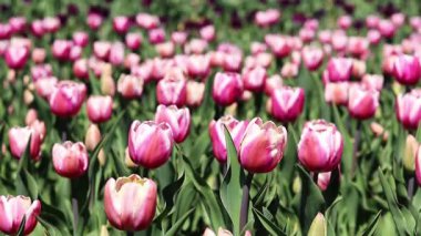 Pembe laleler yakın plan. Baharda çiçek açan laleler. Seçici odaklı parlak pembe çiçekler. Doğa geçmişi. Bahar arka planı. Güzel çiçekler.