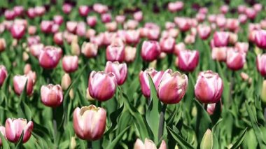 Pembe laleler yakın plan. Baharda çiçek açan laleler. Seçici odaklı parlak pembe çiçekler. Doğa geçmişi. Bahar arka planı. Güzel çiçekler.