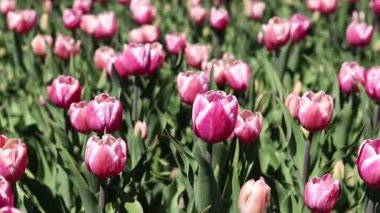 Pembe laleler yakın plan. Baharda çiçek açan laleler. Seçici odaklı parlak pembe çiçekler. Doğa geçmişi. Bahar arka planı. Güzel çiçekler.