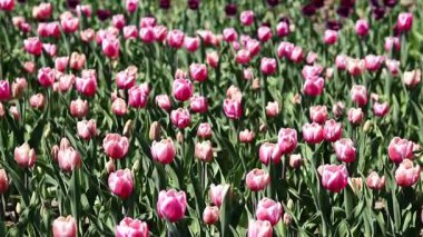 Pembe laleler yakın plan. Baharda çiçek açan laleler. Seçici odaklı parlak pembe çiçekler. Doğa geçmişi. Bahar arka planı. Güzel çiçekler.